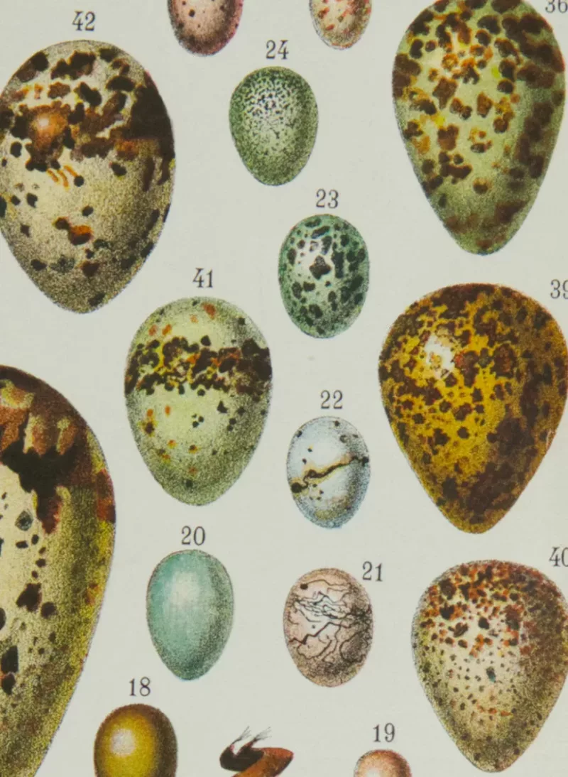 Œufs d’oiseaux, planche zoologique d’Adolphe Millot 1932