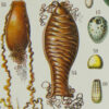Œufs d’oiseaux, planche zoologique d’Adolphe Millot 1932