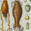 Œufs d’oiseaux, planche zoologique d’Adolphe Millot 1932