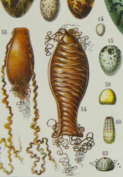 Œufs d’oiseaux, planche zoologique d’Adolphe Millot 1932