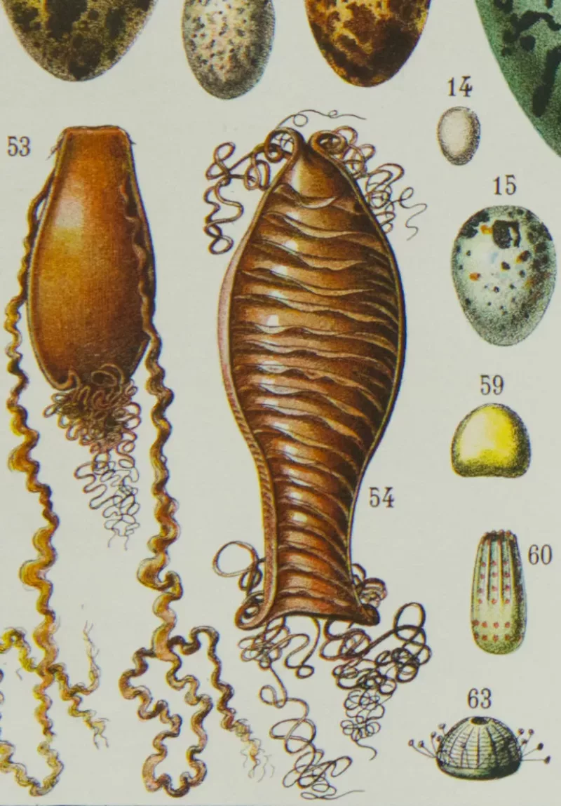 Œufs d’oiseaux, planche zoologique d’Adolphe Millot 1932
