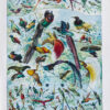 Oiseaux de paradis, planche ornithologique originale 1932