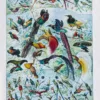 oiseaux-de-paradis Oiseaux de paradis, planche ornithologique originale 1932