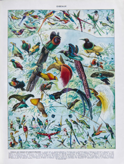 Oiseaux de paradis, planche ornithologique originale 1932