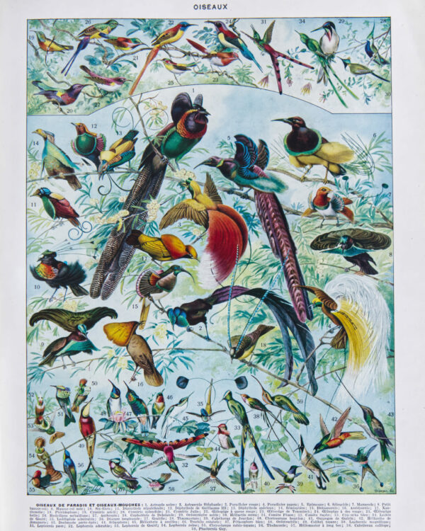 Oiseaux de paradis, planche ornithologique originale 1932