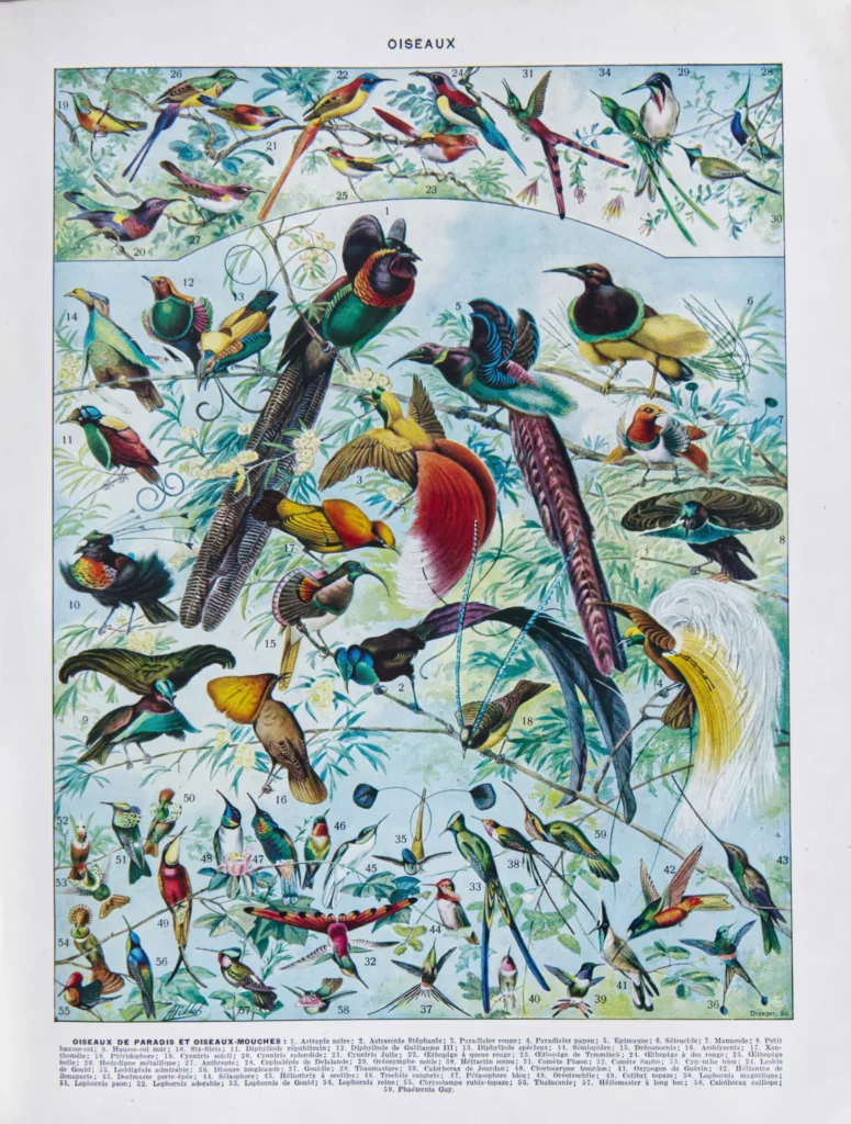 Oiseaux de paradis, planche ornithologique originale 1932