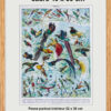 Oiseaux de paradis, planche ornithologique originale 1932