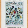 original-cadre-pp Oiseaux de paradis, planche ornithologique originale 1932