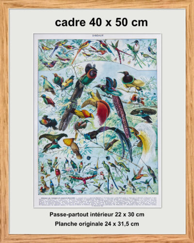 Oiseaux de paradis, planche ornithologique originale 1932