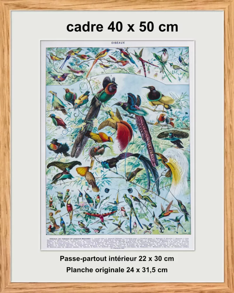 original-cadre-pp Oiseaux de paradis, planche ornithologique originale 1932