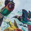 Oiseaux de paradis, planche ornithologique originale 1932