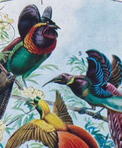 Oiseaux de paradis, planche ornithologique originale 1932