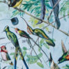Oiseaux de paradis, planche ornithologique originale 1932