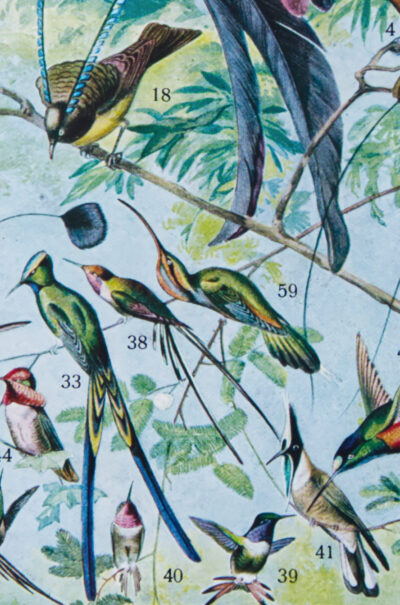 Oiseaux de paradis, planche ornithologique originale 1932