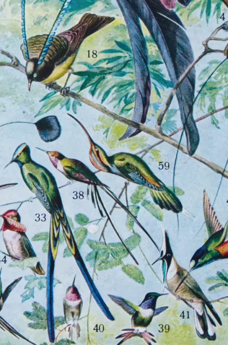oiseaux-de-paradis Oiseaux de paradis, planche ornithologique originale 1932