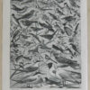 Oiseaux de paradis, planche ornithologique originale 1932