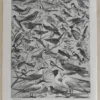 oiseaux-de-paradis-verso-1-scaled-1 Oiseaux de paradis, planche ornithologique originale 1932
