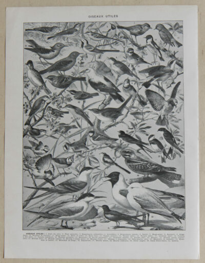 Oiseaux de paradis, planche ornithologique originale 1932