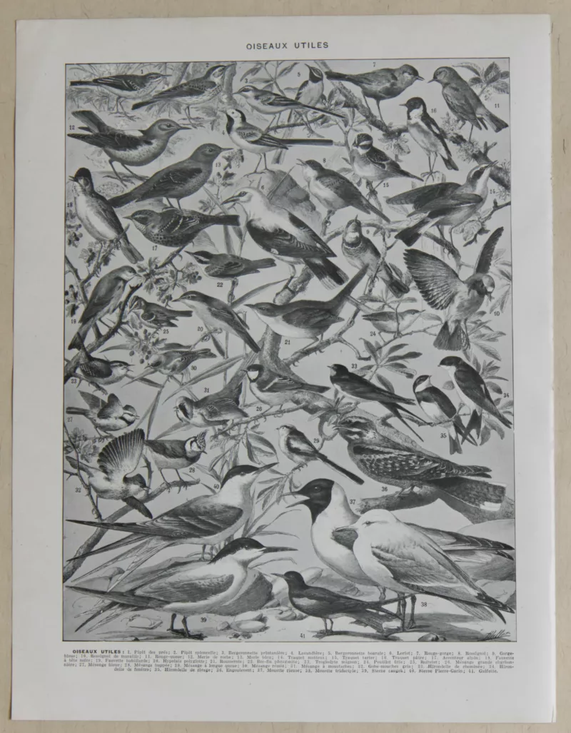 oiseaux-de-paradis-verso-1-scaled-1 Oiseaux de paradis, planche ornithologique originale 1932