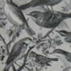 Oiseaux de paradis, planche ornithologique originale 1932