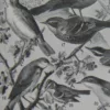 oiseaux-de-paradis-verso-2 Oiseaux de paradis, planche ornithologique originale 1932