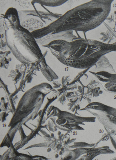 Oiseaux de paradis, planche ornithologique originale 1932