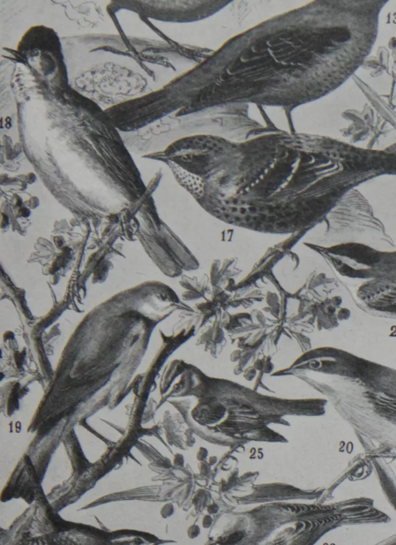 oiseaux-de-paradis-verso-2 Oiseaux de paradis, planche ornithologique originale 1932