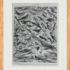 Oiseaux de paradis, planche ornithologique originale 1932