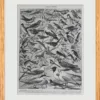original-cadre-pp Oiseaux de paradis, planche ornithologique originale 1932
