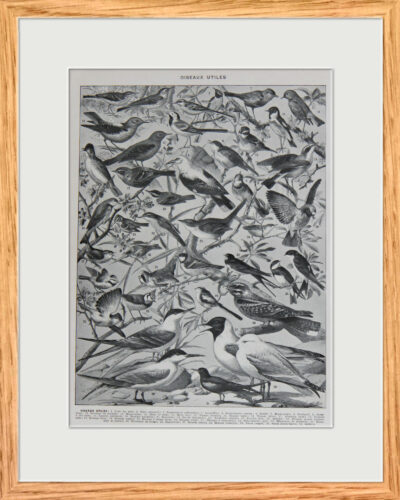 Oiseaux de paradis, planche ornithologique originale 1932