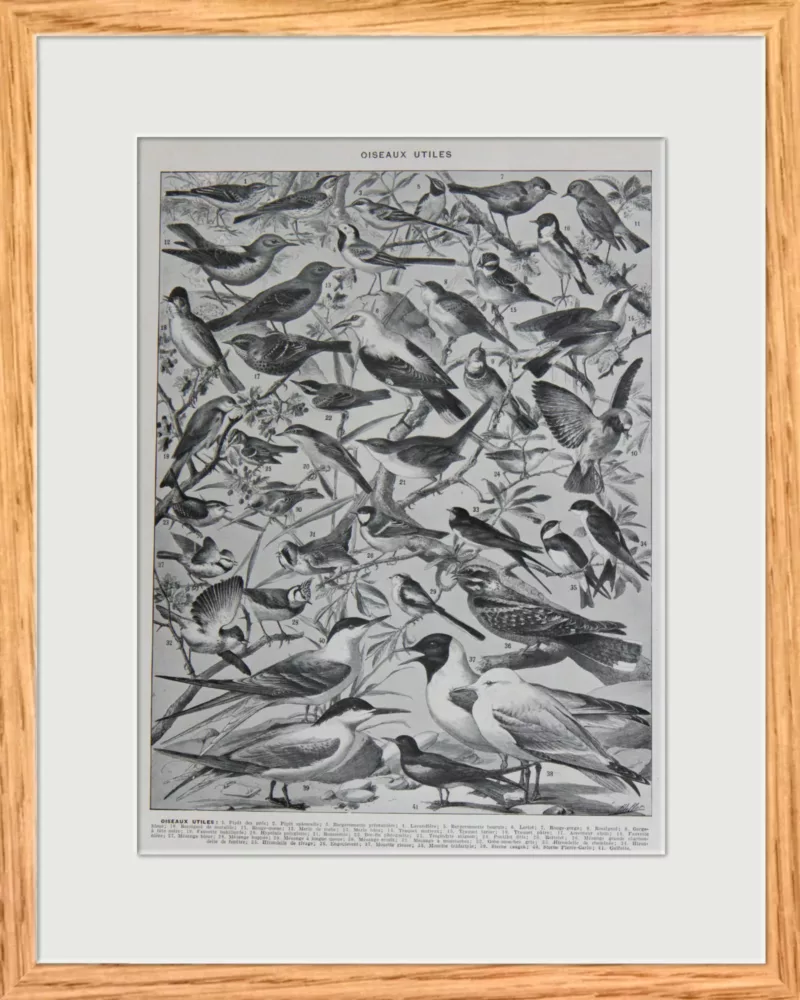 original-cadre-pp Oiseaux de paradis, planche ornithologique originale 1932
