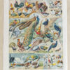Oiseaux et paon, planche d’Adolphe Millot 1932