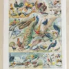 Oiseaux et paon, planche d’Adolphe Millot 1932