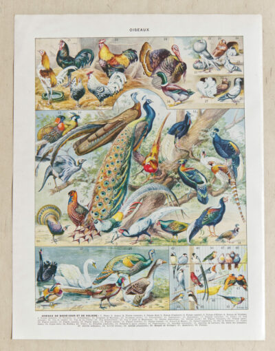 Oiseaux et paon, planche d’Adolphe Millot 1932