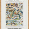 Oiseaux et paon, planche d’Adolphe Millot 1932