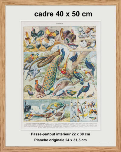 Oiseaux et paon, planche d’Adolphe Millot 1932
