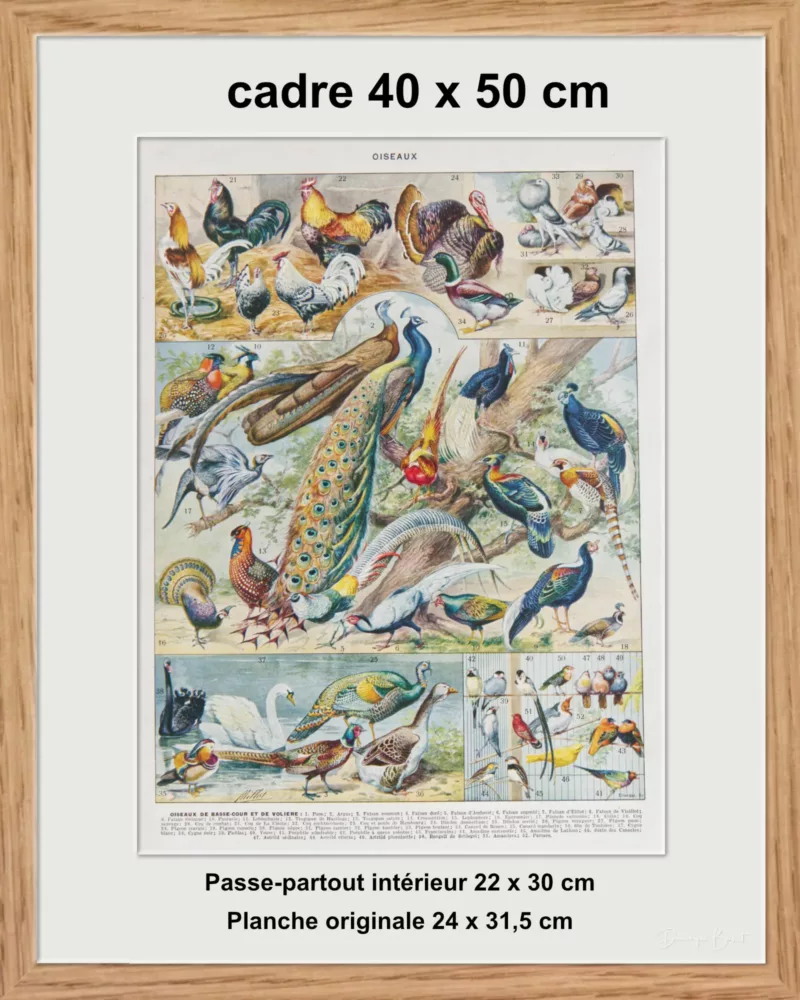 Oiseaux et paon, planche d’Adolphe Millot 1932