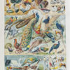 Oiseaux et paon, planche d’Adolphe Millot 1932