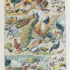 Oiseaux et paon, planche d’Adolphe Millot 1932
