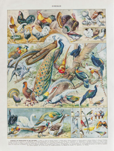 Oiseaux et paon, planche d’Adolphe Millot 1932