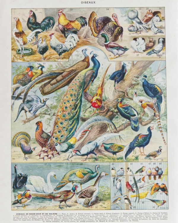 Oiseaux et paon, planche d’Adolphe Millot 1932