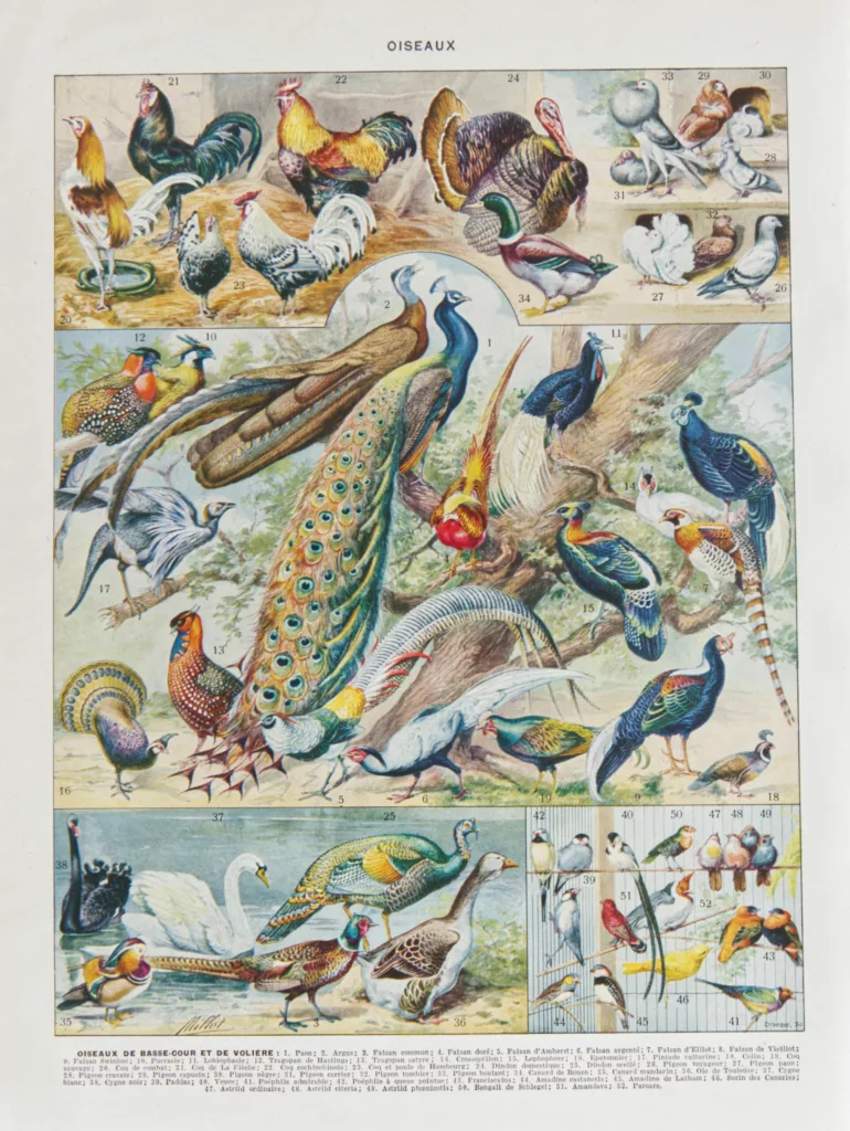 Oiseaux et paon, planche d’Adolphe Millot 1932