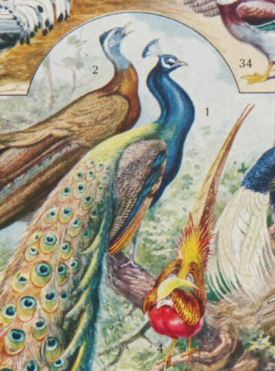 Oiseaux et paon, planche d’Adolphe Millot 1932