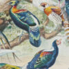 Oiseaux et paon, planche d’Adolphe Millot 1932
