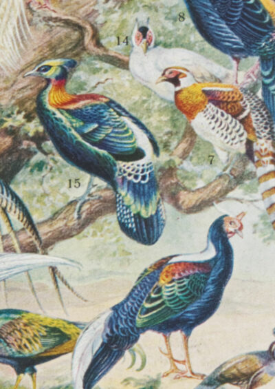 Oiseaux et paon, planche d’Adolphe Millot 1932