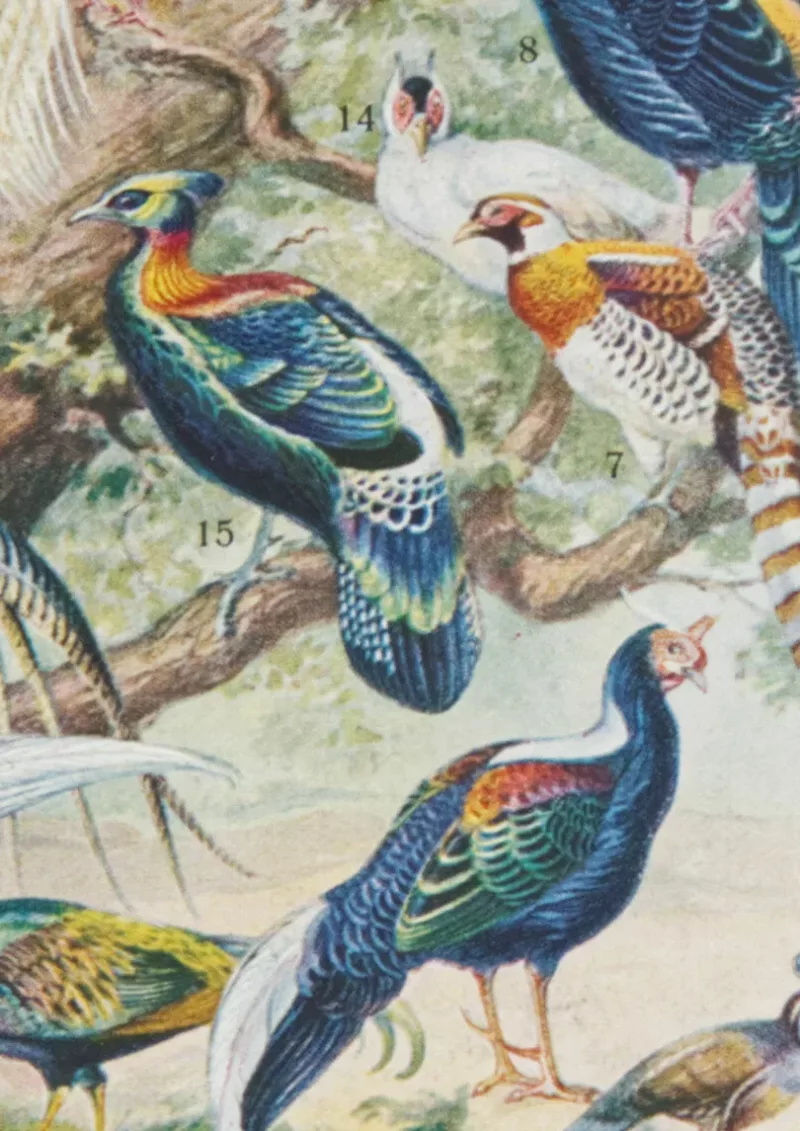 Oiseaux et paon, planche d’Adolphe Millot 1932