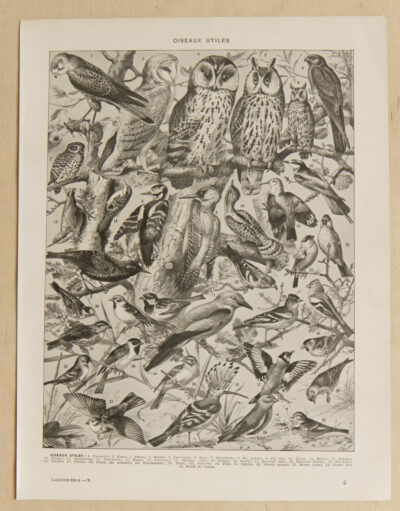 Oiseaux et paon, planche d’Adolphe Millot 1932