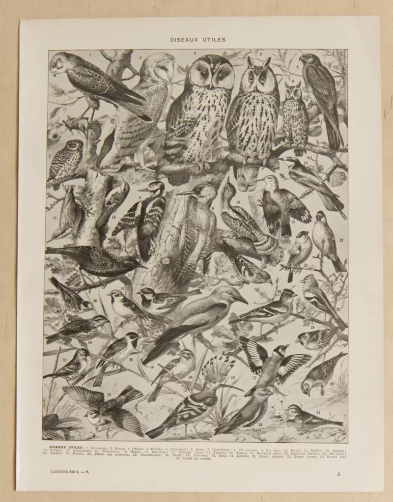 Oiseaux et paon, planche d’Adolphe Millot 1932