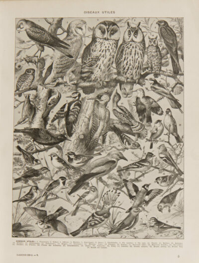 Oiseaux et paon, planche d’Adolphe Millot 1932