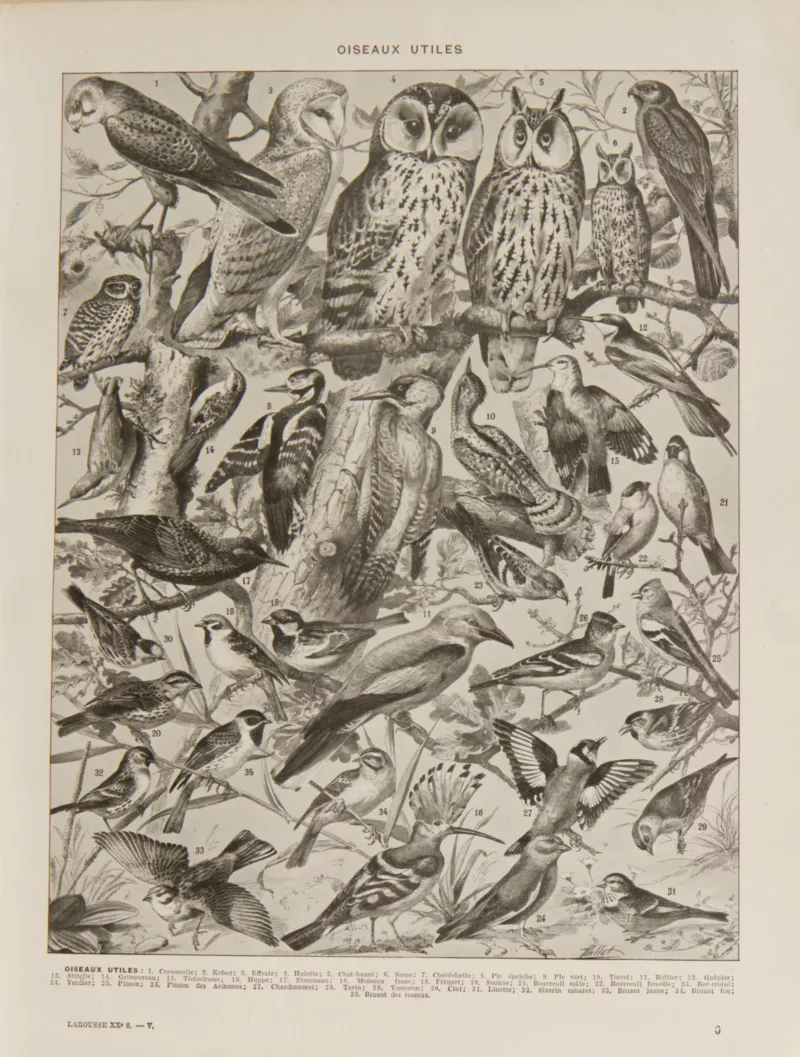 Oiseaux et paon, planche d’Adolphe Millot 1932